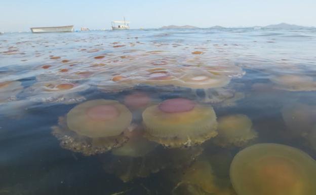 Concentrazione di meduse della specie 'Cotylorhiza tuberculata' nel Mar Menor, in una fotografia d'archivio/Alfonso Leandro